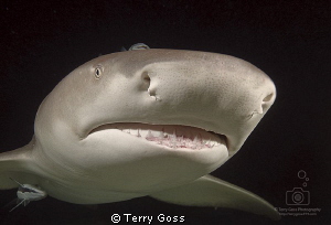 "Dark in here, innit?" - a frisky lemon (Negaprion brevir... by Terry Goss 
